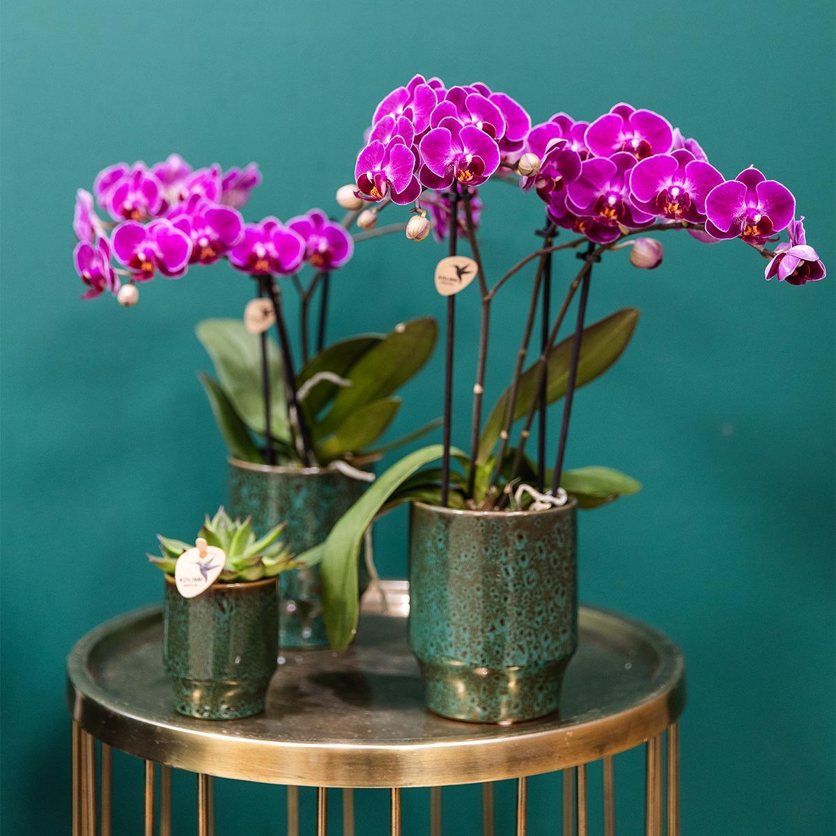 Livraison plante Offre Spéciale : 4 Orchidées Phalaenopsis Violettes Fleuries