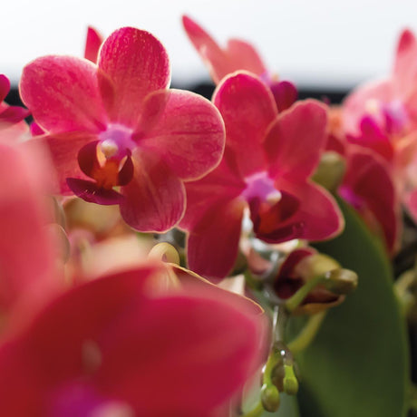 Livraison plante Offre Spéciale : Duo d'Orchidées Phalaenopsis Rouges Congo