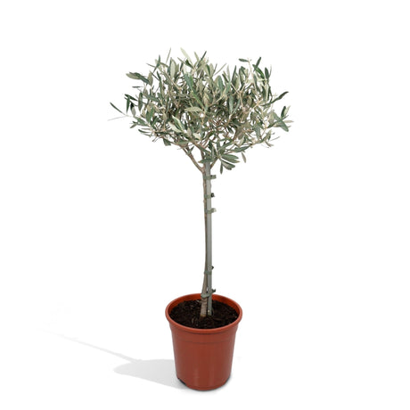 Livraison plante Olivier olea - 90cm - Ø19 - arbuste fruitier - Plante extérieur