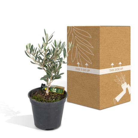 Livraison plante Olivier olea avec flacon d'huile d'olive - 25 cm - Ø13 - arbuste fruitier extérieur