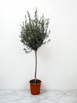 Livraison plante Olivier - Olea Europaea tronc