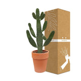 Livraison plante Opuntia consolea h65cm - cactus d'intérieur