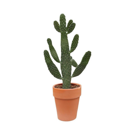 Livraison plante Opuntia consolea h65cm - cactus d'intérieur