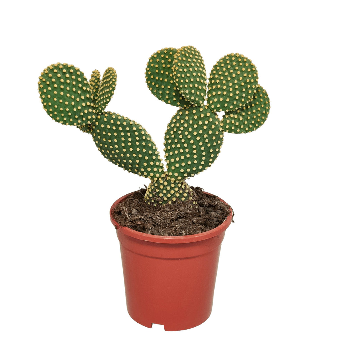 Livraison plante Opuntia Microdasys