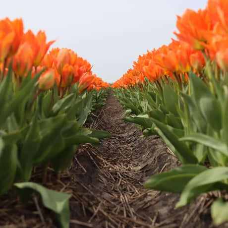 Livraison plante Orange Emperor (Tulipes) - 15 Bulbes - Taille 12+