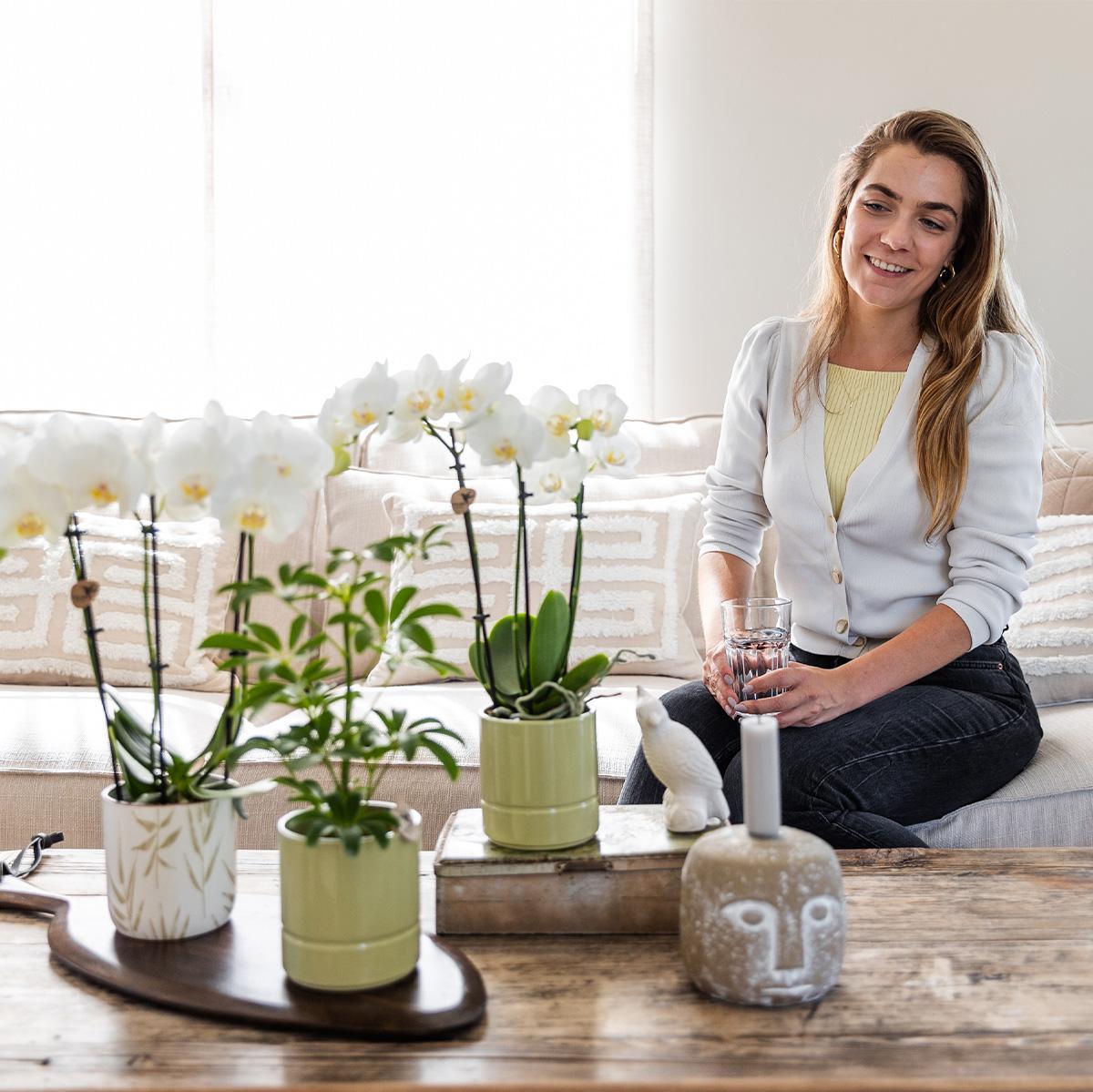 Livraison plante Orchidée Amabilis en Pot Céramique Feuilles Vertes