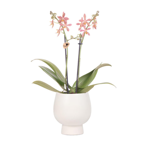 Livraison plante Orchidée araignée orange en pot blanc Scandic