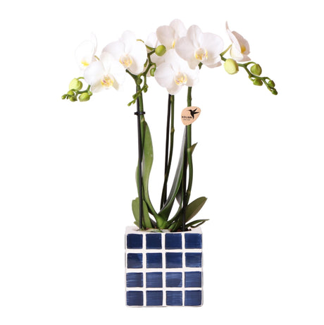 Livraison plante Orchidée blanche Amabilis avec pot décoratif Mosa bleu