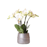 Livraison plante Orchidée blanche et son cache - pot argenté - Ø12cm - plante d'intérieur fleurie