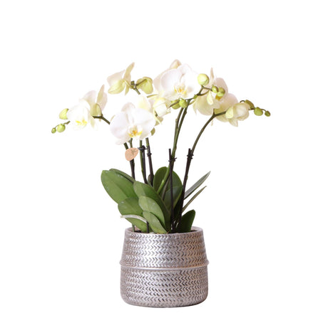 Livraison plante Orchidée blanche et son cache - pot argenté - Ø12cm - plante d'intérieur fleurie