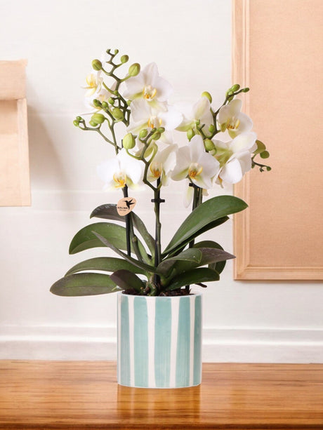 Livraison plante Orchidée blanche et son pot