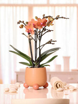 Livraison plante Orchidée Corail et son pot