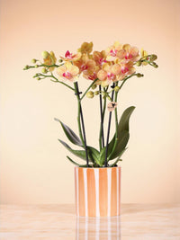 Orchidée Jamaica et son pot
