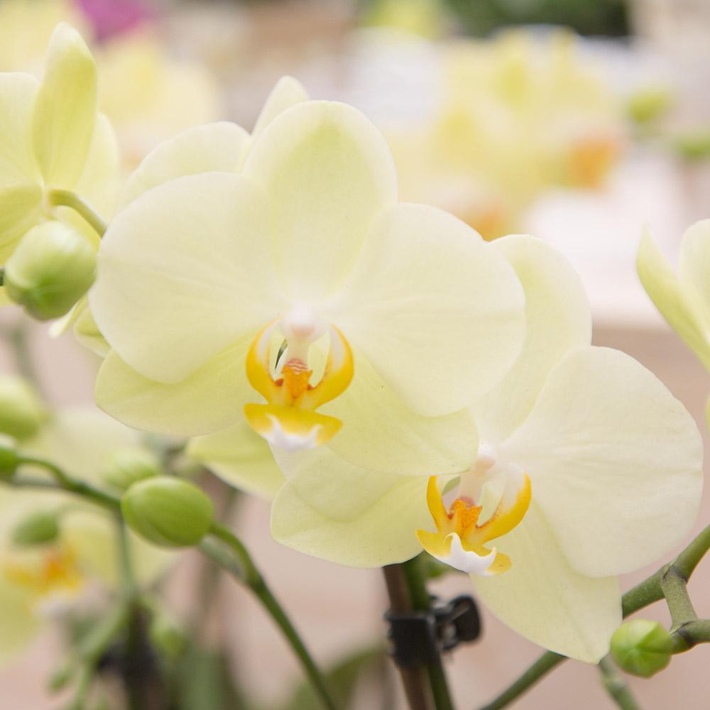 Livraison plante Orchidée jaune et son cache - pot - h35cm, Ø9cm