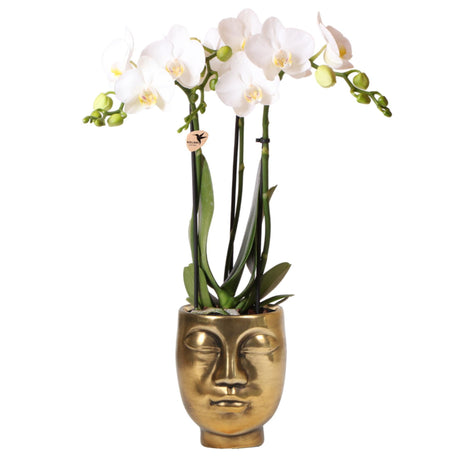 Livraison plante Orchidée Phalaenopsis blanche avec pot Face - 2 - Face or