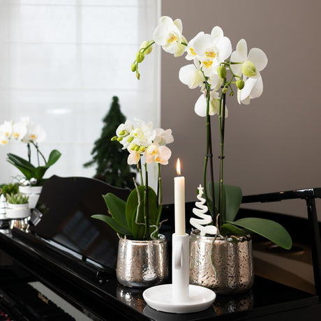 Livraison plante Orchidée Phalaenopsis blanche en pot argenté Amabilis