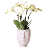 Livraison plante Orchidée Phalaenopsis blanche Ghent en pot Face - 2 - Face blanc