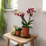 Livraison plante Orchidée Phalaenopsis Jaune/Rouge en Pot Terracotta