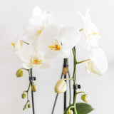 Livraison plante Orchidée Phalaenopsis Niagara Fall blanche et son cache - pot doré - plante d'intérieur fleurie