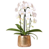 Livraison plante Orchidée Phalaenopsis Niagara Fall blanche et son cache - pot doré - plante d'intérieur fleurie