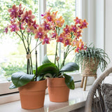 Livraison plante Orchidée Phalaenopsis orange en pot terracotta Scandic