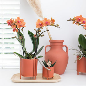 Livraison plante Orchidée Phalaenopsis orange - Ø9cm - plante d'intérieur fleurie