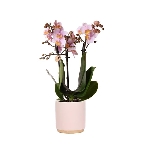 Livraison plante Orchidée Phalaenopsis rose Andorra en pot Gold foot rose