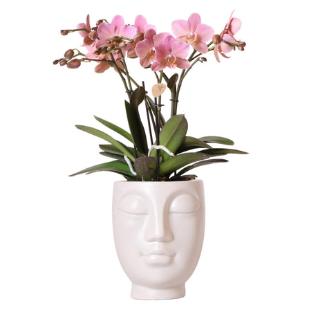 Livraison plante Orchidée Phalaenopsis rose en pot Face to Face blanc