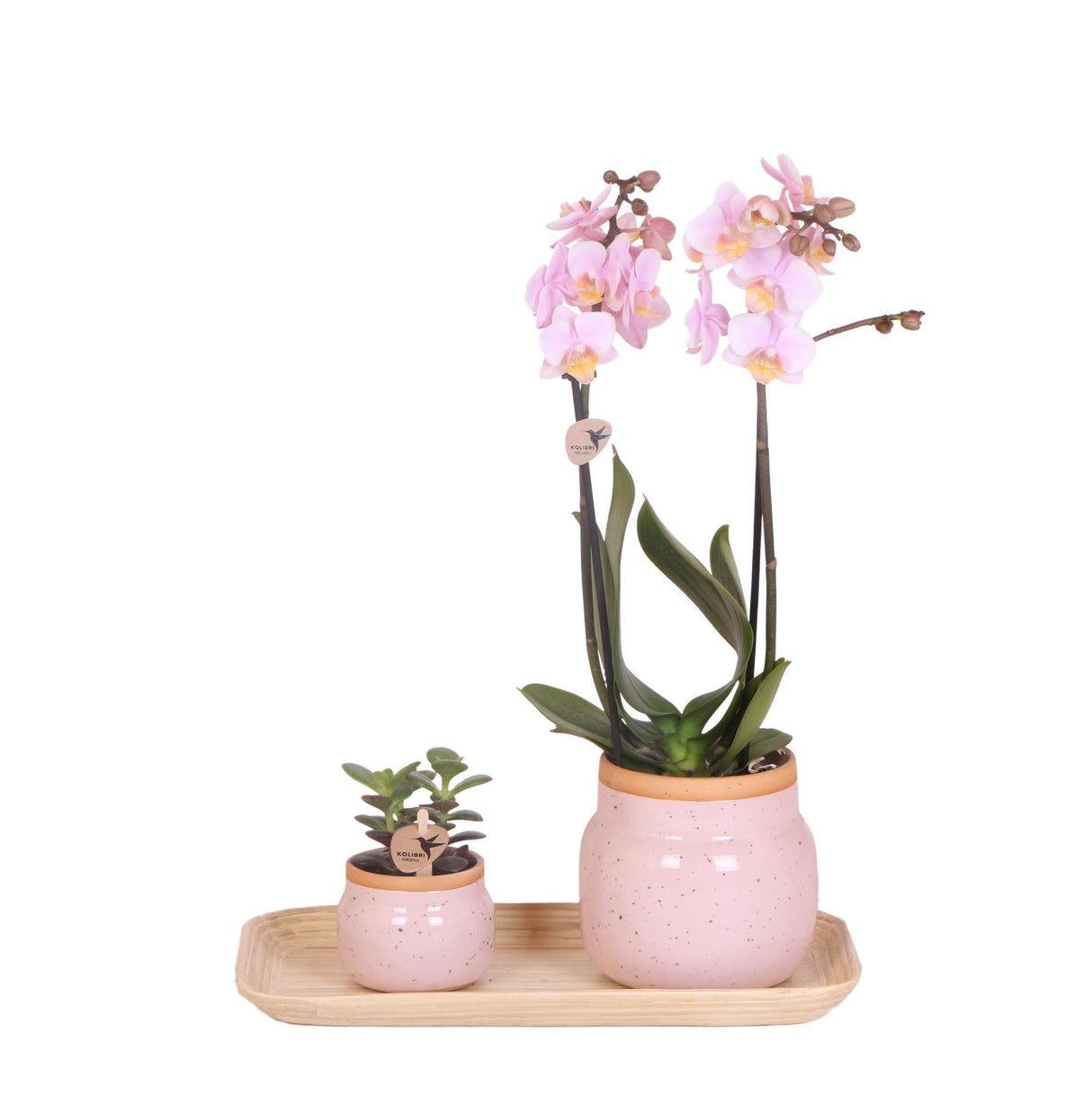 Livraison plante Orchidée Phalaenopsis rose et Crassula avec plateau en bambou