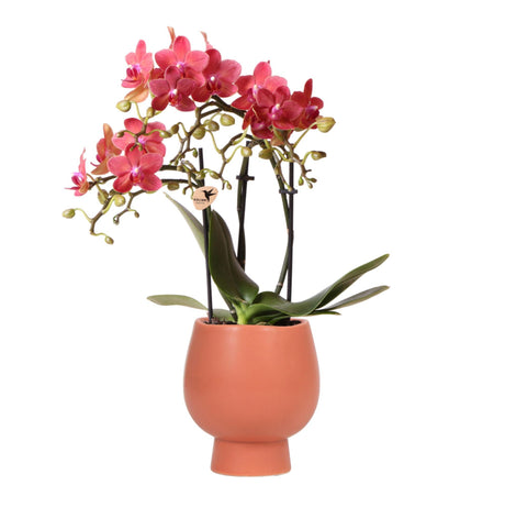 Livraison plante Orchidée Phalaenopsis rouge/orange avec pot Scandic terracotta