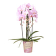 Livraison plante Orchidée rose Niagara Fall - Phalaenopsis en pot - Plante d'intérieur