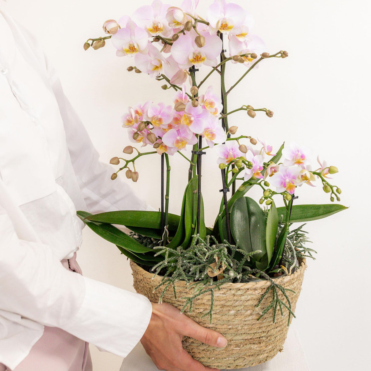 Livraison plante Orchidées roses en panier avec réservoir et plantes Rhipsalis