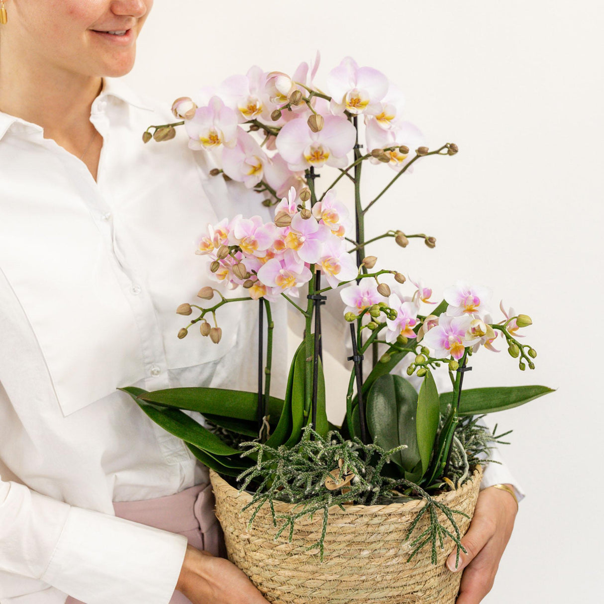 Livraison plante Orchidées Roses en Panier Coton avec Rhipsalis et Réservoir d'Eau