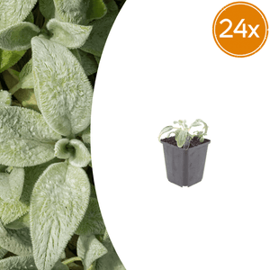 Livraison plante Oreille d'ours stachys silver