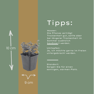 Livraison plante Origan violet