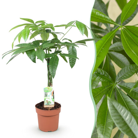 Livraison plante Pachira Aquatica