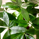 Livraison plante Pachira aquatica et panier H65 cm