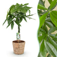 Livraison plante Pachira Aquatica et panier H90cm