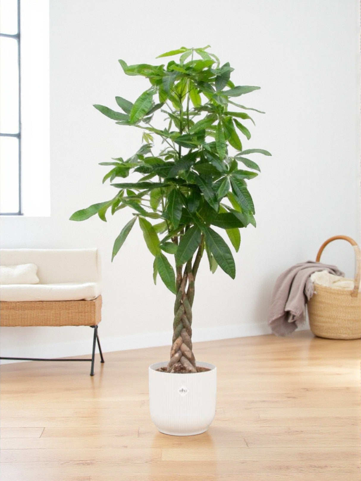 Livraison plante Pachira Aquatica et son pot