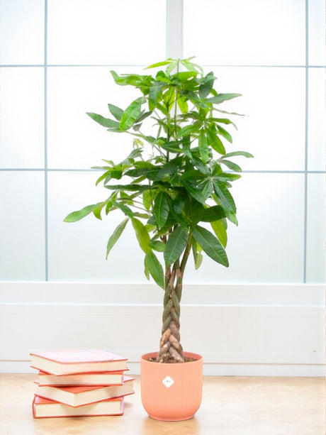 Livraison plante Pachira Aquatica et son pot