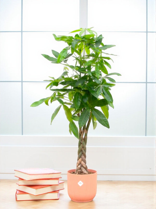 Pachira Aquatica et son pot