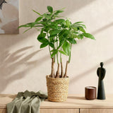 Livraison plante Pachira aquatica multi - tiges – Lot de 2 – Hauteur 50 - 55 cm