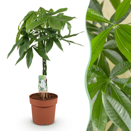 Livraison plante Pachira Aquatica tronc tressé