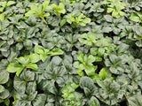 Livraison plante Pachysandra terminalis Green Sheen