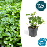 Livraison plante Pachysandre du Japon 'Green Carpet'