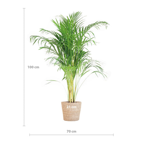 Livraison plante Palmier Areca et son pot