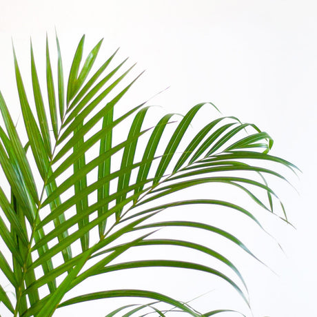 Livraison plante Palmier Areca et son pot