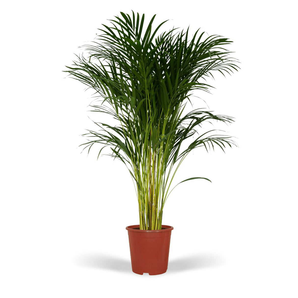 Livraison plante Palmier Areca XL h120cm