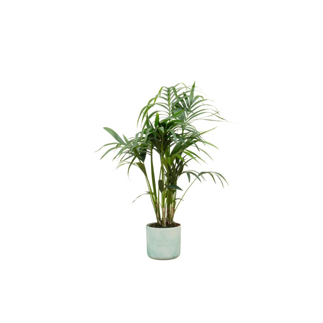 Livraison plante Palmier Kentia 130cm et son pot