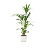 Livraison plante Palmier Kentia 160cm et son pot